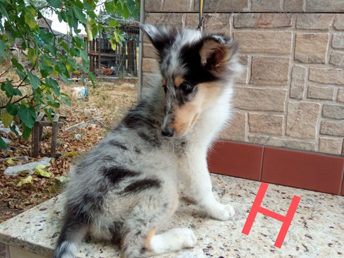 Imagen 1 de 10 de Cachorros Rouh Collie Color Blue Merle - En Cuotas!