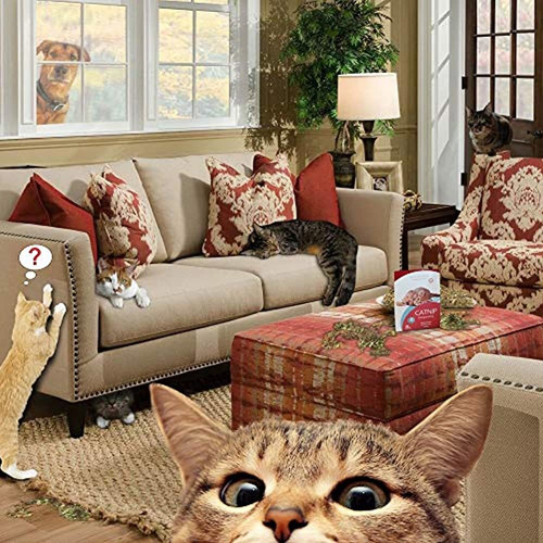 Imagen 4 de 5 de Protector De Sofa - Disuasion De Arañazos De Gato | Repel