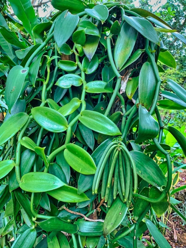 Esqueje O Planta De Vainilla Planifolia