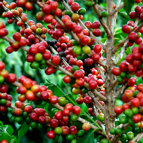 Café Artesanal Torrado E Moído 500g Tradicional
