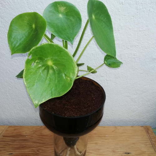 Imagen 3 de 6 de Cuchara Little Plant 27 Sin Soporte. Maceta Autorregante