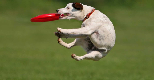 Imagen 4 de 8 de Perro Mascota Juega Disco Volador Frisbee Entrena Divertido