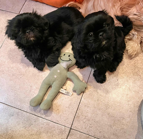 Shitzu Cachorro Macho