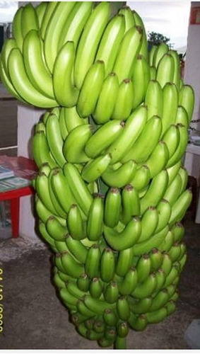 3 Mudas Rizoma Banana Nanicão Grande Nine Sítios Fazendas 