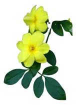 Comprar Jazmin Amarillo ( Planta ) Jazmin De Invierno 70 Cm Enredade