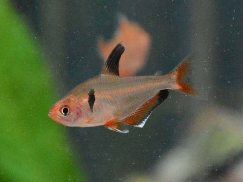 Pez Tetra Serpae