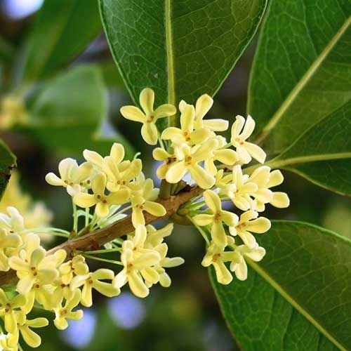 Osmanthus Fragans (olea Francesa) 10lts