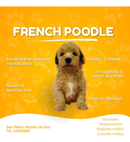 Cachorro French Poodle Apricot