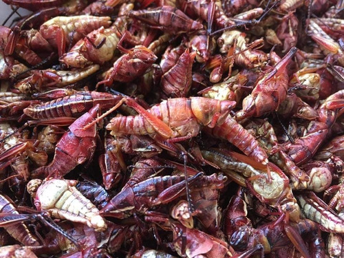 Chapulines Oaxaqueños Al Mojo De Ajo O Enchilados 250 Grs