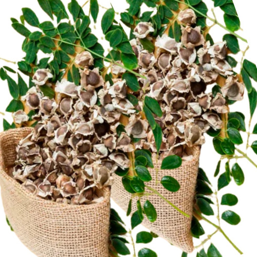 Semillas De Moringa Orgánica 1 Kg