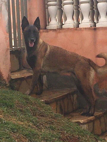 Filhotes De Pastor Malinois