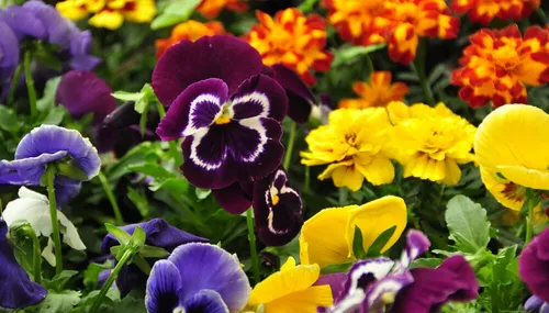 Plantas Vivero Ornamentales