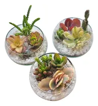 Comprar Pack 22 Terrarios Suculenta Vidrio N°1 Souvenir Eventos\u002F 8cm
