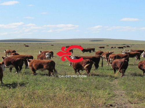 Campo En Venta En Durazno Ref. 7044