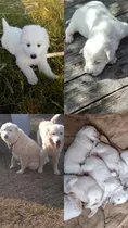 Comprar Perros De Raza