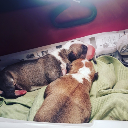 Cachorros Bull Terrier