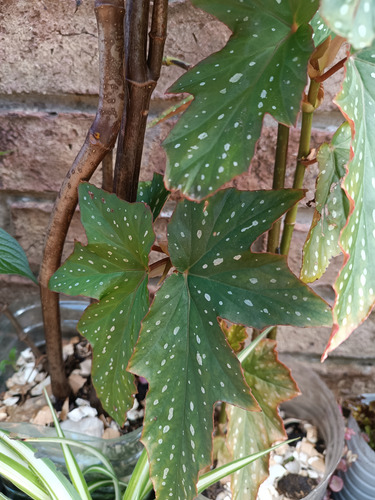 Planta Ala De Angel Grande