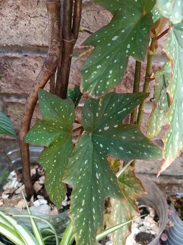 Planta Ala De Angel Grande