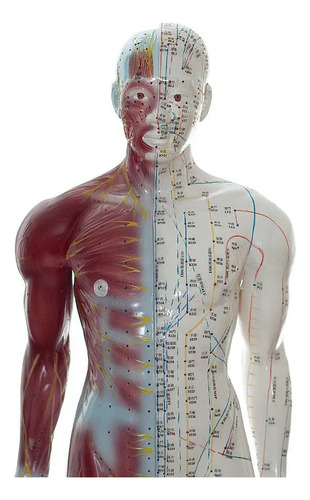 Cuerpo Humano Acupuntura Con Musculos 84 Cm