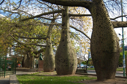 Imagen 3 de 6 de Chorisia, Palo Borracho, Árbol Botella, Arbol Rosa 10lts