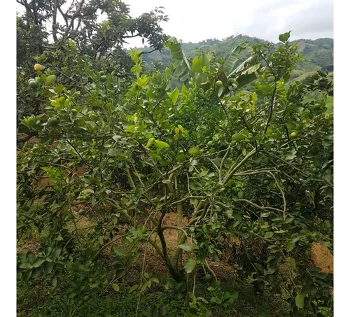 Vendo Finca Por El Trebol 7,5 Has (11,5 Cuadras) Chinchina