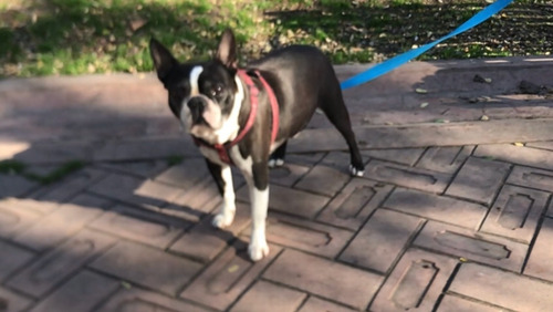 Imagen 2 de 7 de Boston Terrier Doy En Adopción