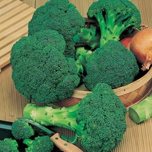 Semillas Agroecologicas De Brocoli Calabrese 100% Naturales