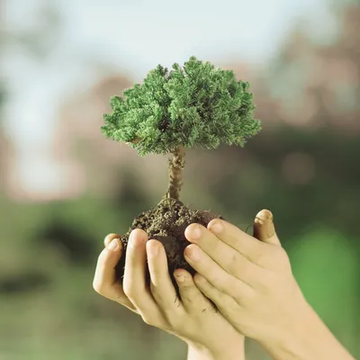 Eco-Amigables