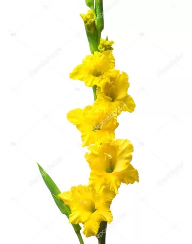 Bulbos De Flores Gladíolo Amarelo 05 Unidades | Parcelamento sem juros