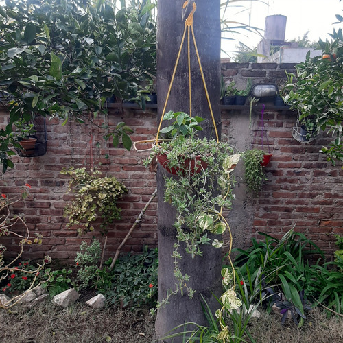 Imagen 2 de 10 de Plantas Combo Maceta Colgante Geranio Potos Y Alfombra Rosa
