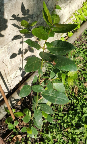 Planta De Laurel (comestible)