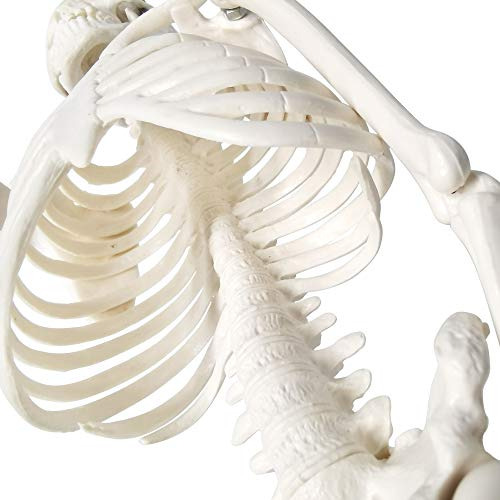 Mini Modelo De Esqueleto Humano Para Anatomia, Modelo De Esq