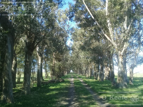 Imagen 7 de 25 de Campo Mixto De 75 Has - Buen Acceso A 3 Km De Ruta 215 - A 1 Hs De Caba