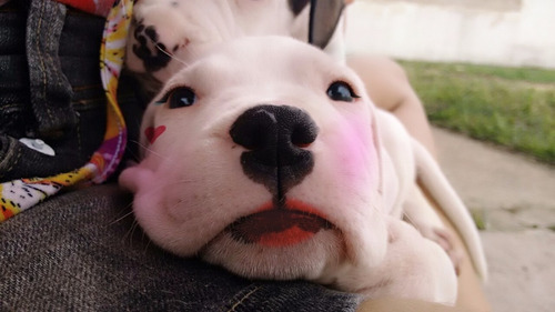 Filhotes De Dogo Argentino