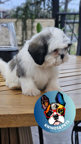 Border Collie Cachorros Calidad Vip Diferentes