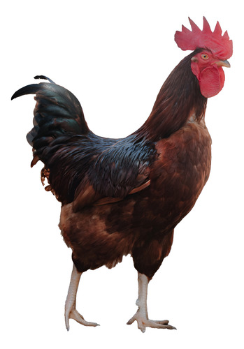 Huevos Fértiles De Gallina Doble Propósito Grande 2 Maples