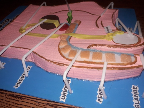 Maqueta Aparato Reproductor Masculino En Material Reciclado (Usado)