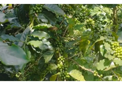 Finca En Quimbaya Para La Venta De 2.6 Cuadras En Cafe Con Nacimiento