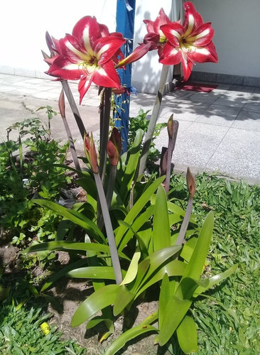 Bulbos De Amarilis, Belladona Y Crinum - Solo Bs As Y Caba