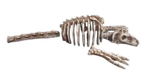 Figura Resina Acuario Esqueleto Dinosaurio T-rex Grd 50x12cm