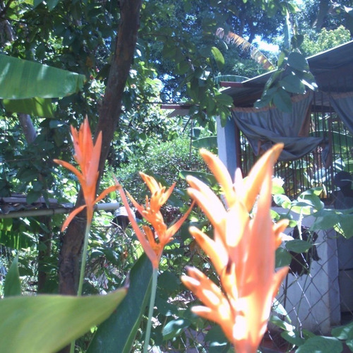 Heliconias. Plantas De Jardín