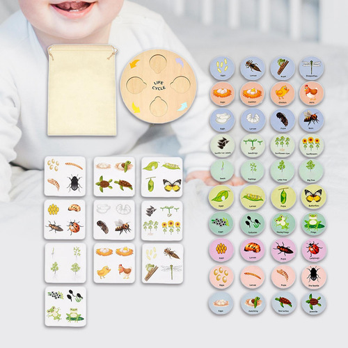 Life Cycle Tray Flash Cards Life Cycle Tray Para Niños