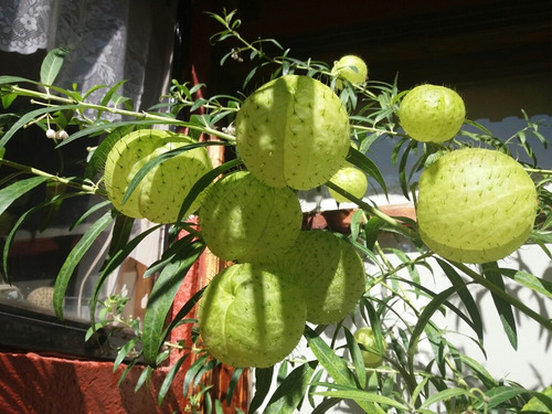 Bolas De Obispo. Semillas De Arbol . 200 Semillas.