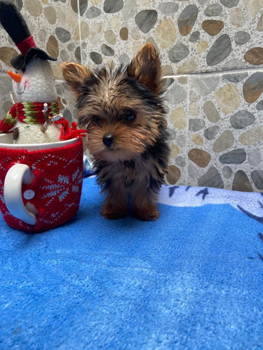 Cachorro Yorkshire Terrier Macho 