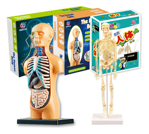 Kit De Maquetas De Anatomía Del Tallo, Material Didáctico, P