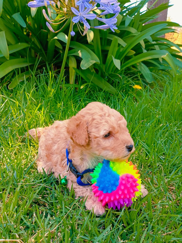 Cachorros Poodle Toy Machos 