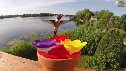 Bebedero Para Colibri En Anillo Red Eeuu