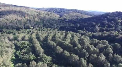 Imagem 18 de 30 de Fazenda De Cacau, Látex E Mogno No Brasil - Cidade Ituberá-ba - 7654