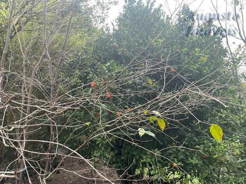 Imagem 27 de 29 de Chácaras À Venda Em Mairiporã/sp - Compre O Seu Chácaras Aqui! - 1484687