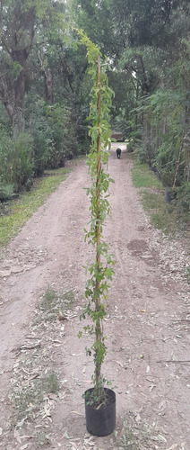 Akebia Quinata - Hermosa Trepadora